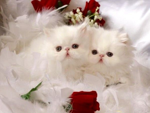 Image du Blog pupuce67.centerblog.net