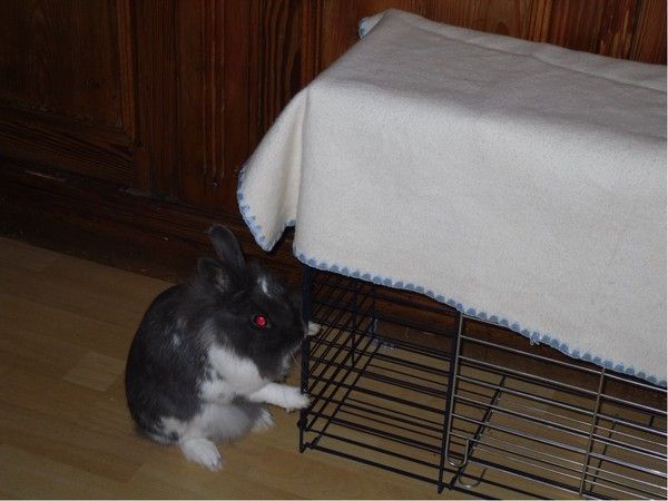 Ma petite Canelle