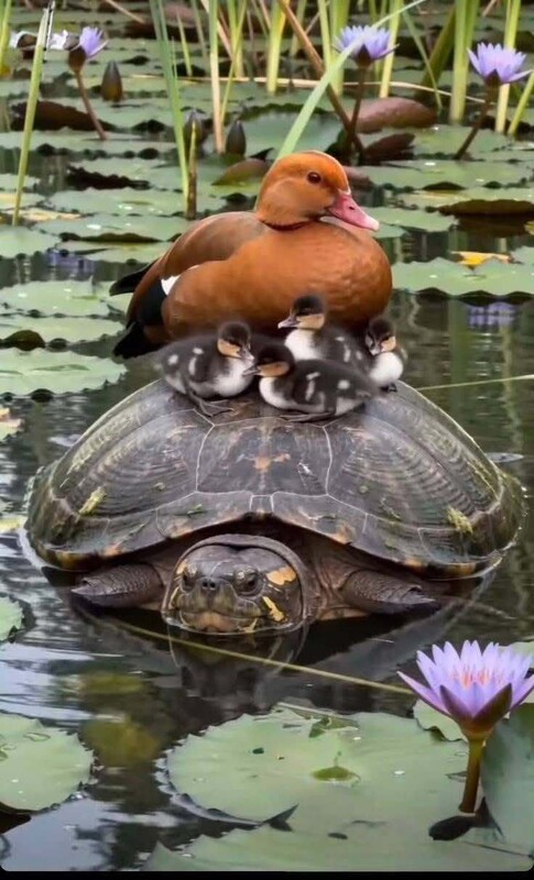 Canards