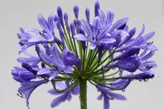 Fleurs