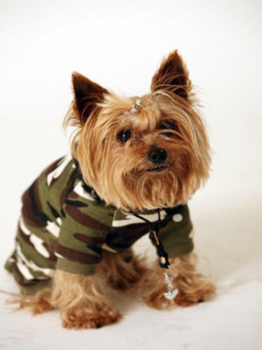 Chien