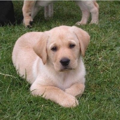 Labrador