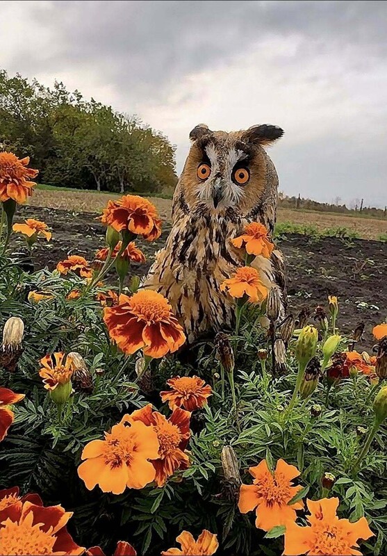 Hibou