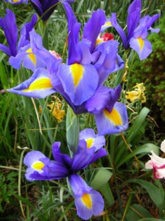 Les Iris