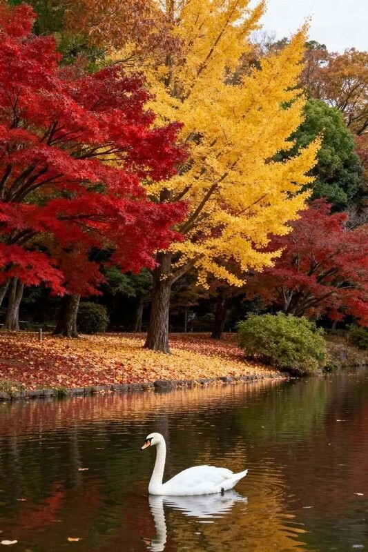Cygne